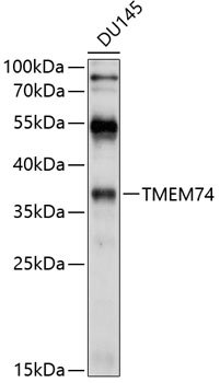 TMEM74 Rabbit pAb