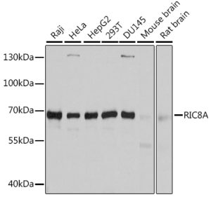 RIC8A Rabbit pAb