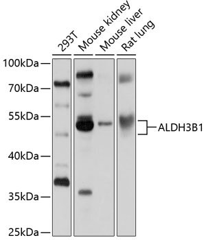 ALDH3B1 Rabbit pAb