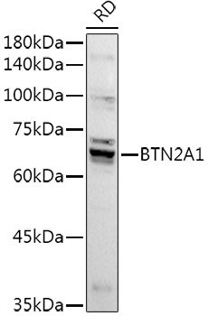 BTN2A1 Rabbit pAb