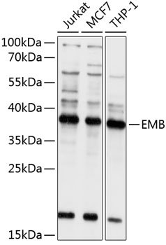 EMB Rabbit pAb