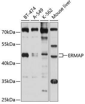 ERMAP Rabbit pAb