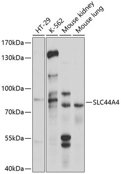 SLC44A4 Rabbit pAb