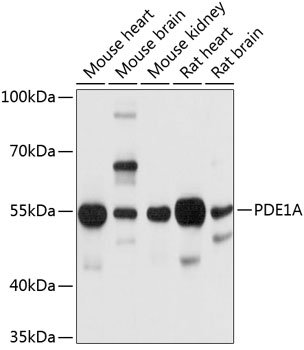 PDE1A Rabbit pAb
