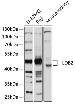 LDB2 Rabbit pAb