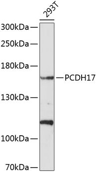PCDH17 Rabbit pAb