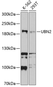 UBN2 Rabbit pAb