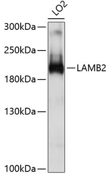 LAMB2 Rabbit pAb