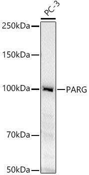 PARG Rabbit pAb