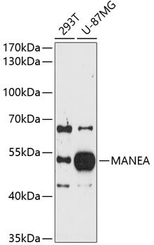 MANEA Rabbit pAb