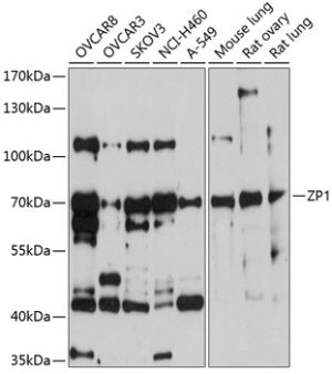 ZP1 Rabbit pAb