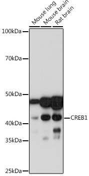 CREB Rabbit mAb