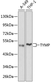 TYMP Rabbit pAb