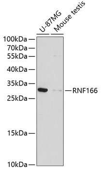 RNF166 Rabbit pAb