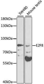 E2F8 Rabbit pAb