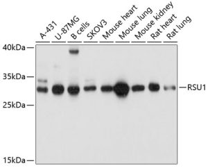 RSU1 Rabbit pAb