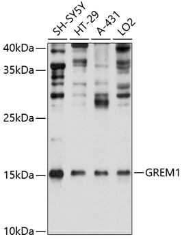 GREM1 Rabbit pAb