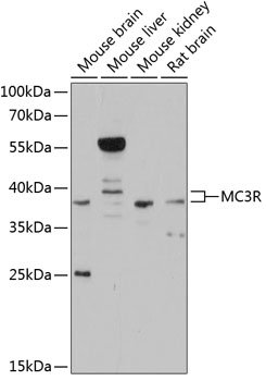 MC3R Rabbit pAb