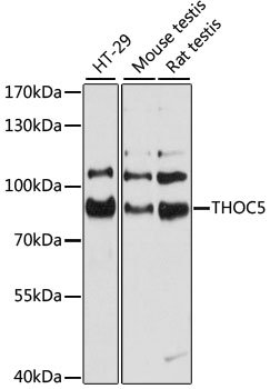 THOC5 Rabbit pAb