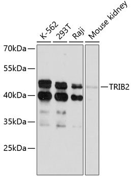 TRIB2 Rabbit pAb