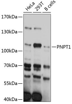 PNPT1 Rabbit pAb
