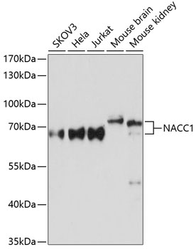 NACC1 Rabbit pAb