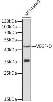 VEGF-D Rabbit pAb