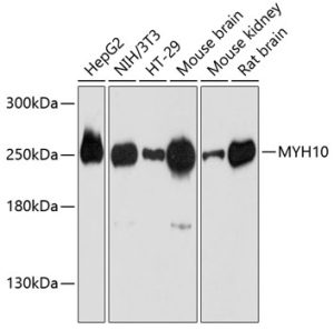 MYH10 Rabbit pAb