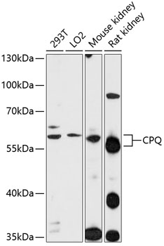 CPQ Rabbit pAb