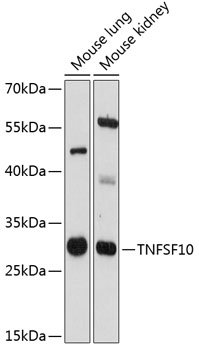 TNFSF10 Rabbit pAb