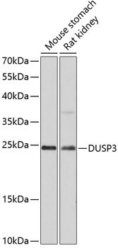 DUSP3 Rabbit pAb
