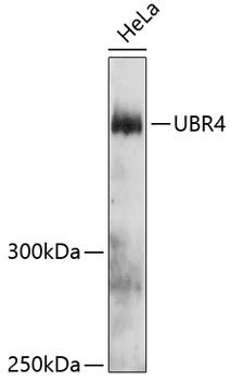 UBR4 Rabbit pAb