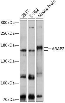 ARAP2 Rabbit pAb