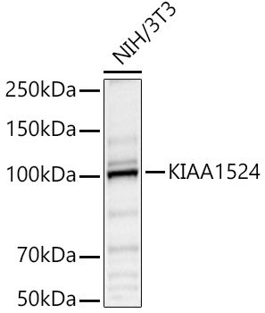 KIAA1524 Rabbit pAb