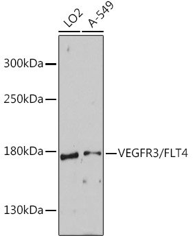 VEGFR3/FLT4 Rabbit pAb