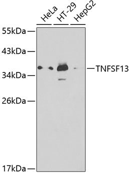 TNFSF13 Rabbit pAb