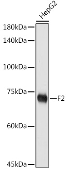 F2 Rabbit pAb