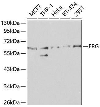 ERG Rabbit pAb