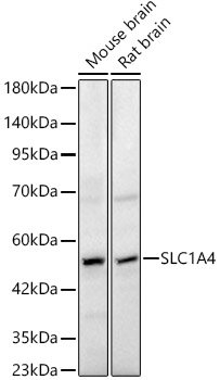 SLC1A4 Rabbit pAb