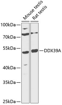 DDX39A Rabbit pAb