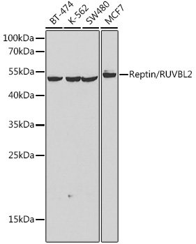 Reptin/RUVBL2 Rabbit pAb