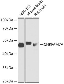CHRFAM7A Rabbit pAb