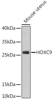 HOXC9 Rabbit pAb