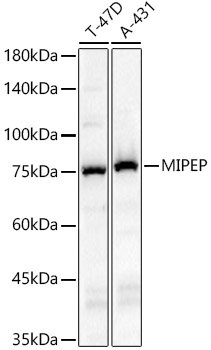 MIPEP Rabbit pAb