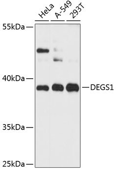 DEGS1 Rabbit pAb