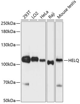 HEL308 Rabbit pAb