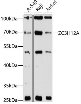ZC3H12A Rabbit pAb