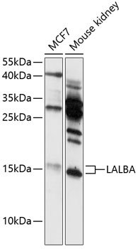 LALBA Rabbit pAb