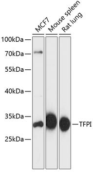 TFPI Rabbit pAb