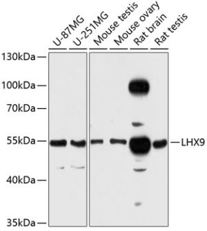 LHX9 Rabbit pAb